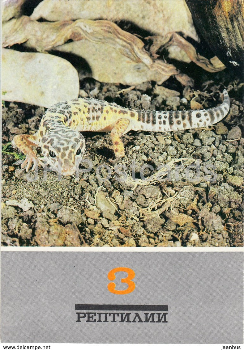 Turkmenistan eyelid gecko - Eublepharis turcmenicus - Reptiles - animals - 1989 - Russia USSR - unused - JH Postcards