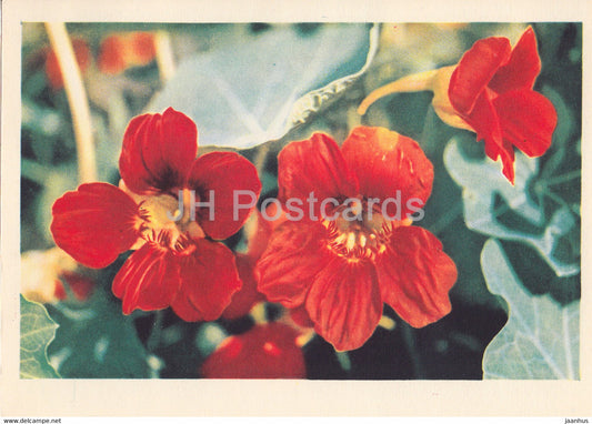 Garden Nasturtium - flowers - plants - 1962 - Latvia USSR - unused - JH Postcards