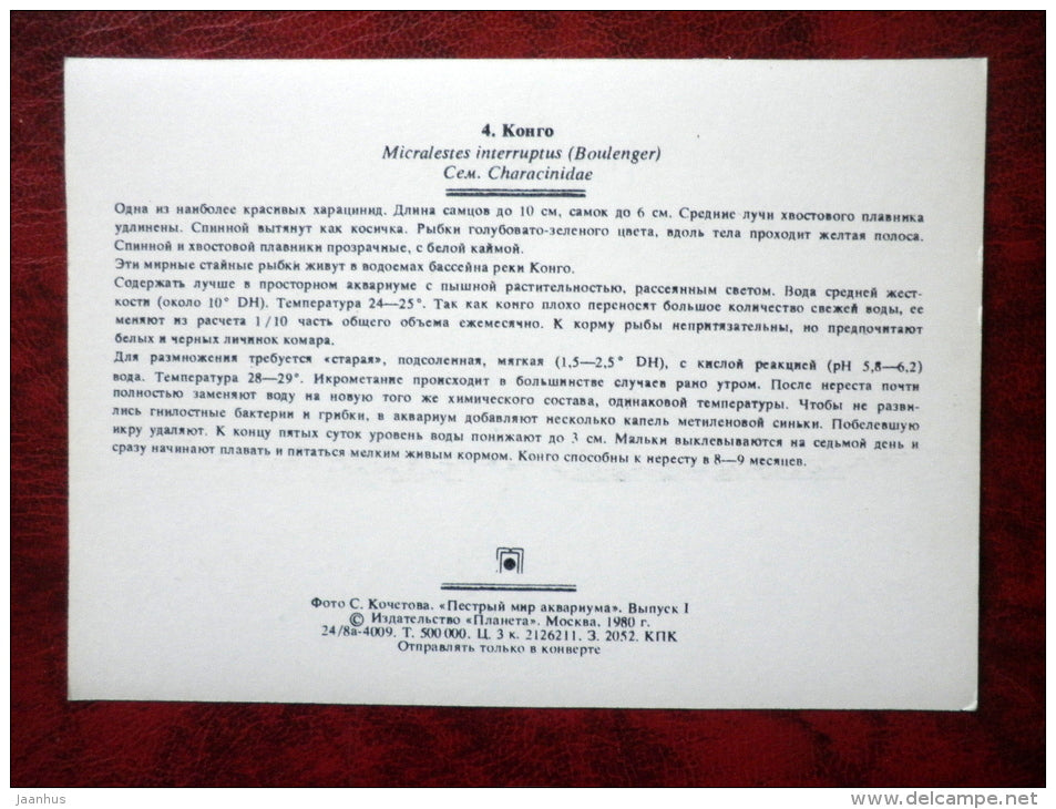 Congo tetra - Phenacogrammus interruptus - aquarium fish - 1980 - Russia USSR - unused - JH Postcards