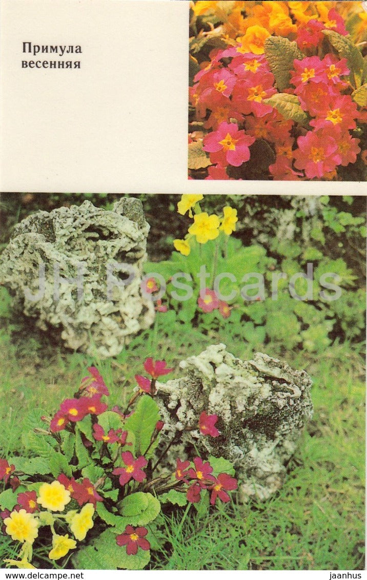 Primula Veris - Flowers - 1991 - Russia USSR - unused - JH Postcards