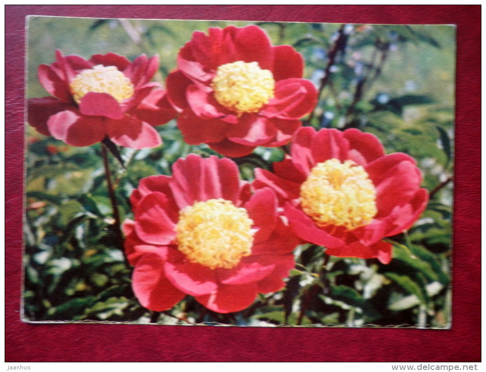 Caucasian Peony - flowers - 1969 - Russia USSR - unused - JH Postcards