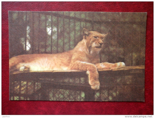 Lynx - Riga Zoo - 1980 - Latvia USSR - unused - JH Postcards