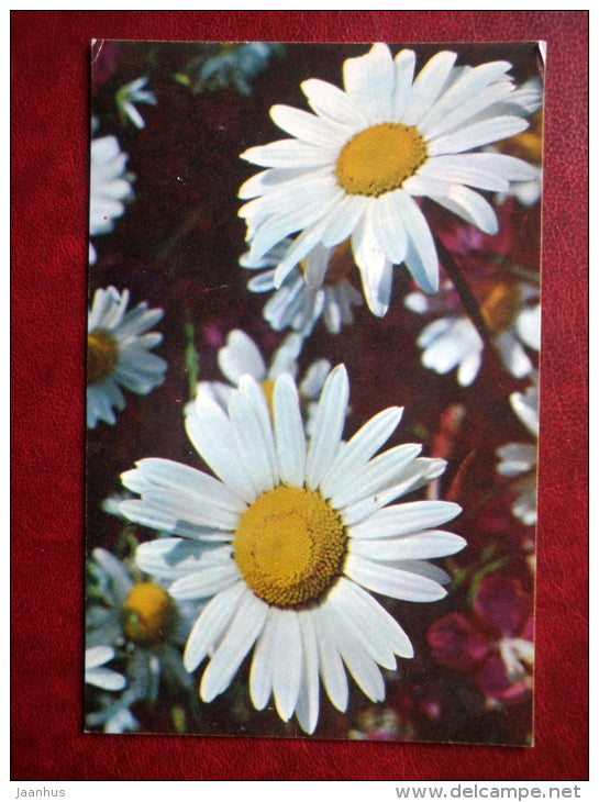 Greeting Card - daisies - flowers - 1972 - Russia USSR - used - JH Postcards