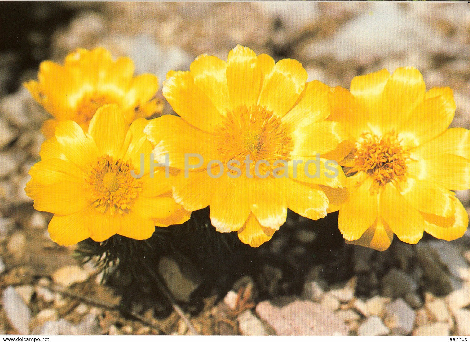 Adonis vernalis - Adonis vernalis - Geschutzte Pflanzen - Protected plants - DDR Germany - unused - JH Postcards