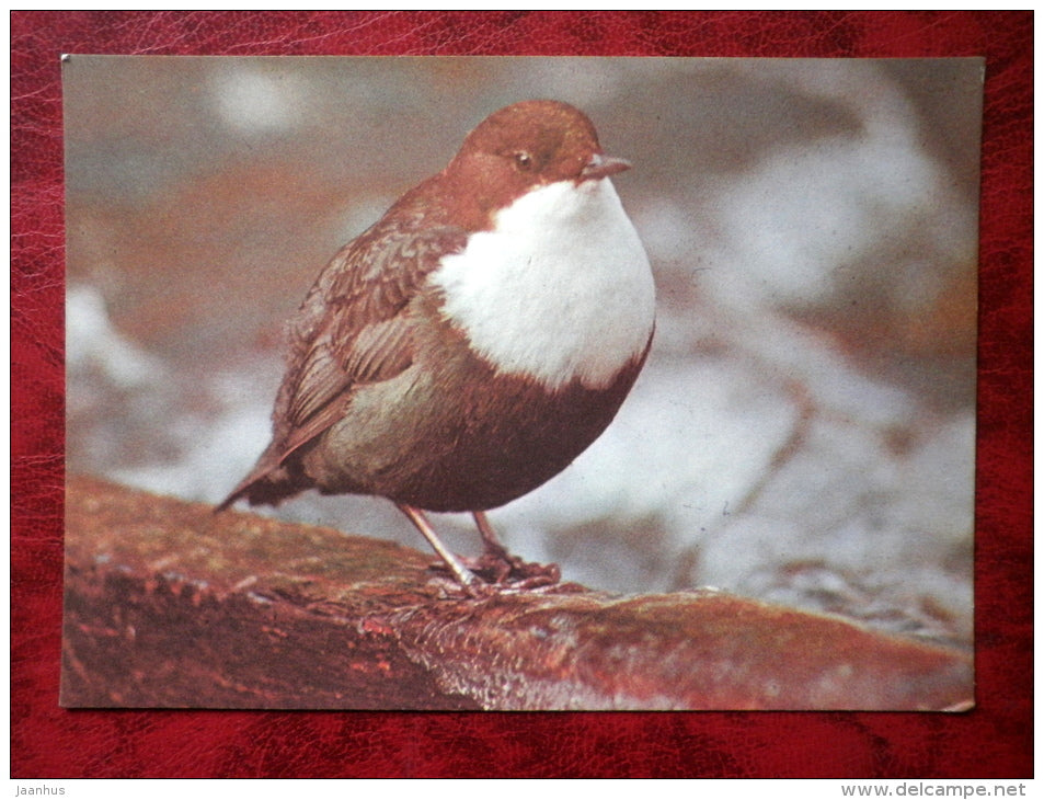 White-throated Dipper - Cinclus cinclus - birds - 1987 - Estonia - USSR - used - JH Postcards