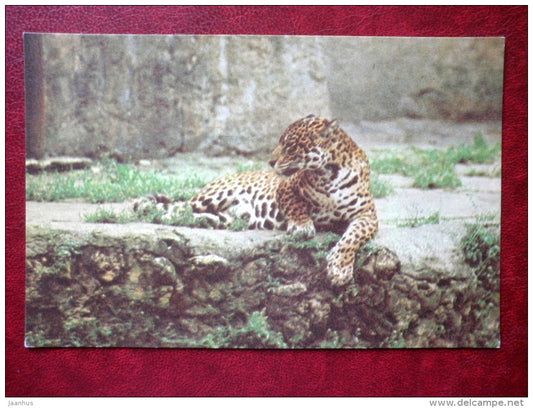 Jaguar - Riga Zoo - 1980 - Latvia USSR - unused - JH Postcards