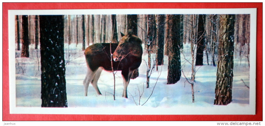 moose in the winter forest - elk - Tsentralno-Lesnoy Nature Reserve - 1979 - USSR Russia - unused - JH Postcards