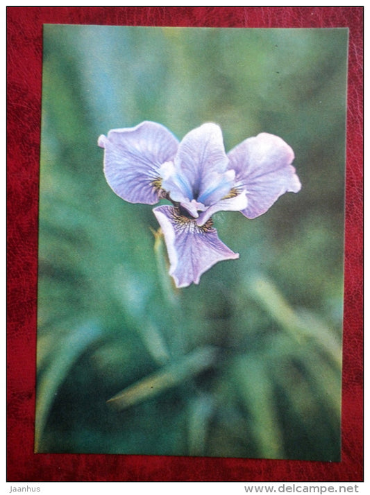 Cambridge - Iris varieties - flowers - 1984 - Estonia USSR - unused - JH Postcards