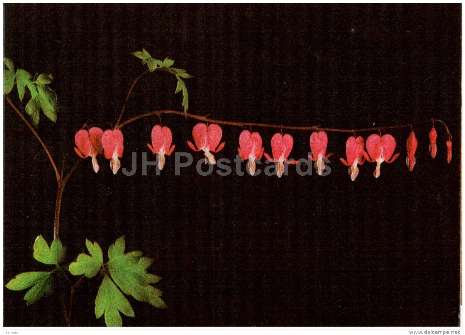 Bleeding-heart - Lamprocapnos spectabilis - flowers - 1990 - Estonia USSR - unused - JH Postcards