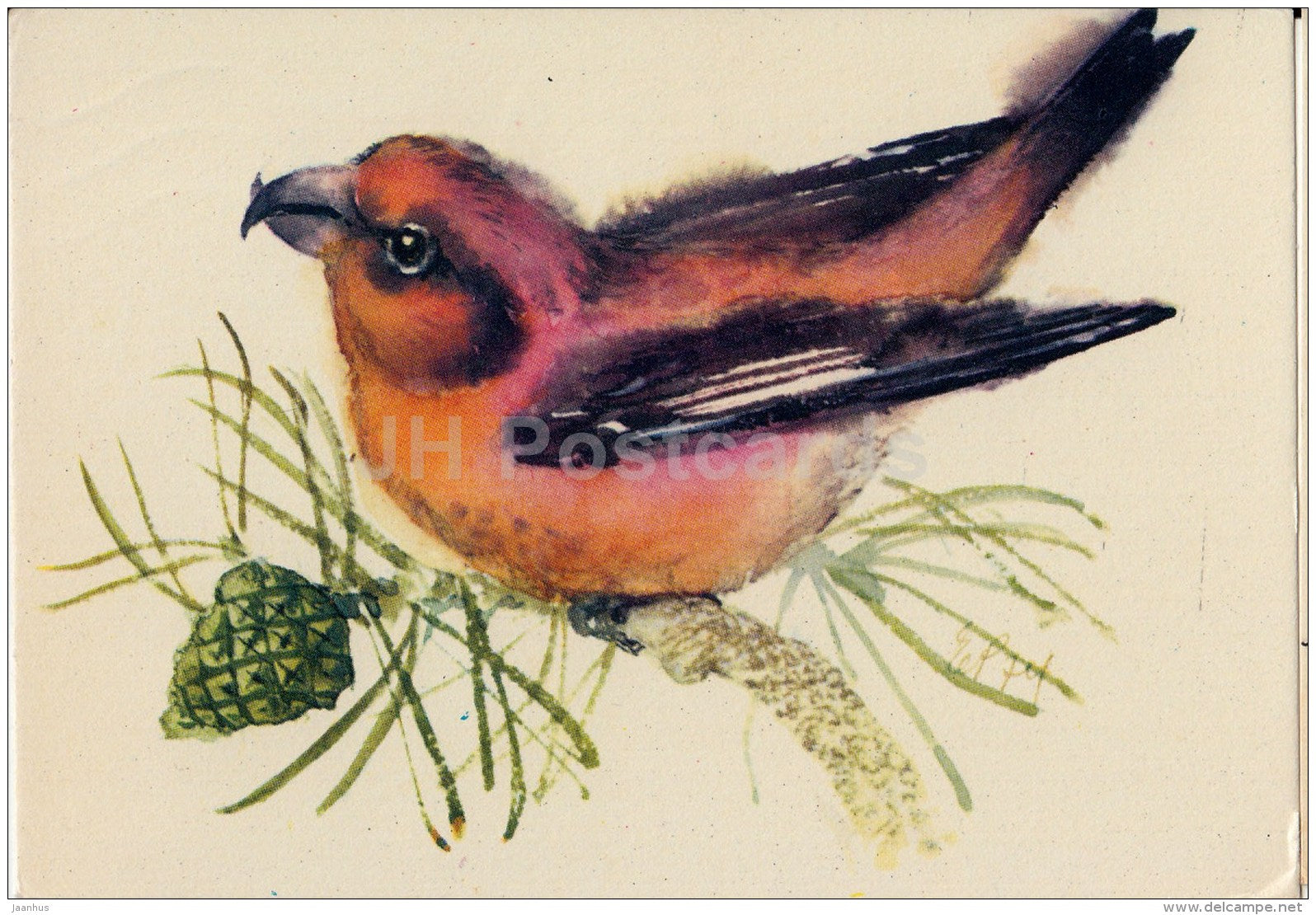 illustration by E. Pikk - Red Crossbill - Loxia curvirostra - birds - 1975 - Estonia USSR - used - JH Postcards