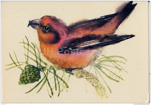 illustration by E. Pikk - Red Crossbill - Loxia curvirostra - birds - 1975 - Estonia USSR - used - JH Postcards