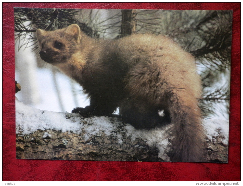 Marten - animals - 1989 - Russia - USSR - unused - JH Postcards