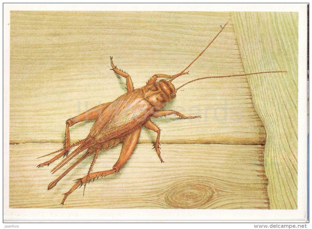 House Cricket , Acheta domesticus - Grasshopper - Cricket - insects - 1990 - Russia USSR - unused - JH Postcards