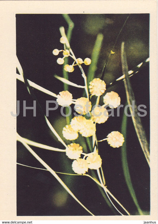 Acacia - flowers - plants - 1962 - Latvia USSR - unused - JH Postcards