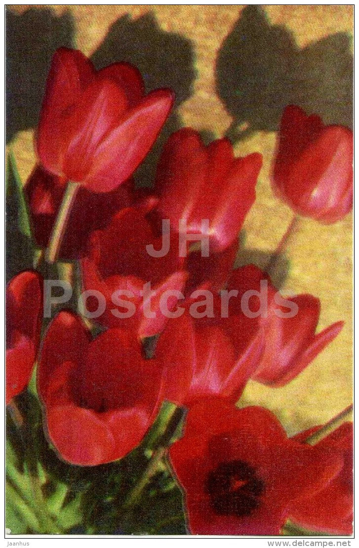 red tulips - flowers - 1974 - Estonia USSR - used - JH Postcards