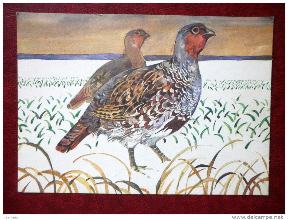 illustration by T. Tulev - Partridge - birds - 1986 - Estonia USSR - used - JH Postcards