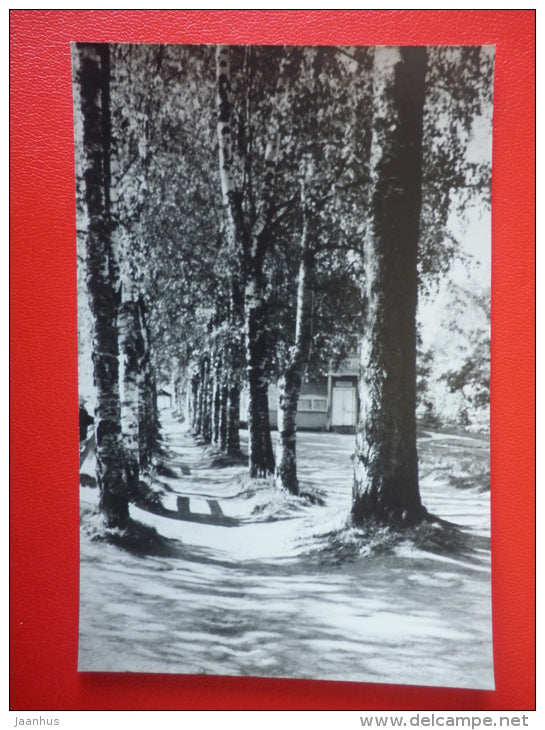 Birch Alley - Käkisalmi - Priozersk - 1966 - Russia USSR - unused - JH Postcards