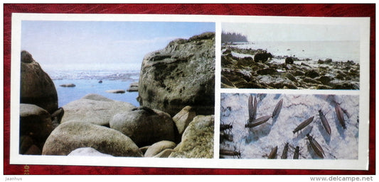 spring on the shore - Caddisfly - insects - Barguzinsky Nature Reserve - near lake Baikal - 1975 - Russia USSR - unused - JH Postcards