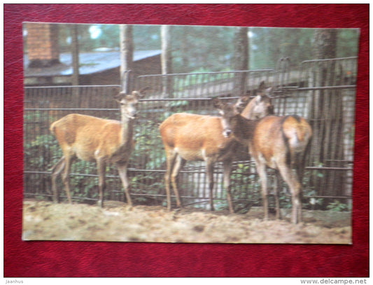 Red deer - Riga Zoo - 1980 - Latvia USSR - unused - JH Postcards