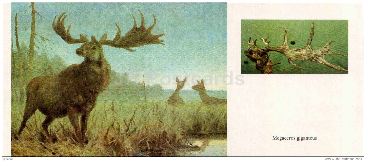 Giant Deer - Megaloceros giganteus - skull - illustration by Flerov - paleontology - 1989 - Russia USSR - unused - JH Postcards