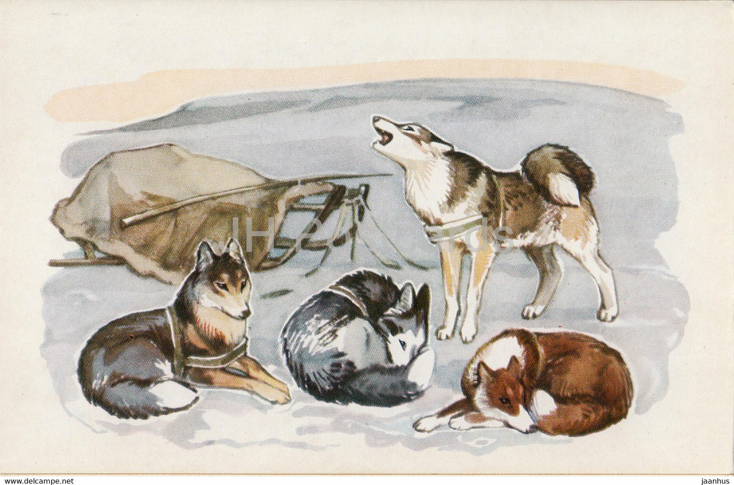 Laika dogs - illustration - Polar Animals - 1972 - Russia USSR - unused - JH Postcards