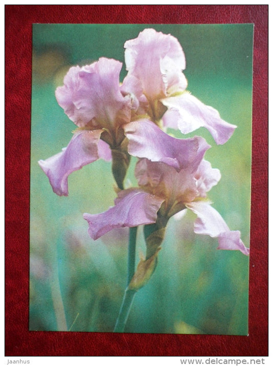 Crispette - Iris varieties - flowers - 1984 - Estonia USSR - unused - JH Postcards