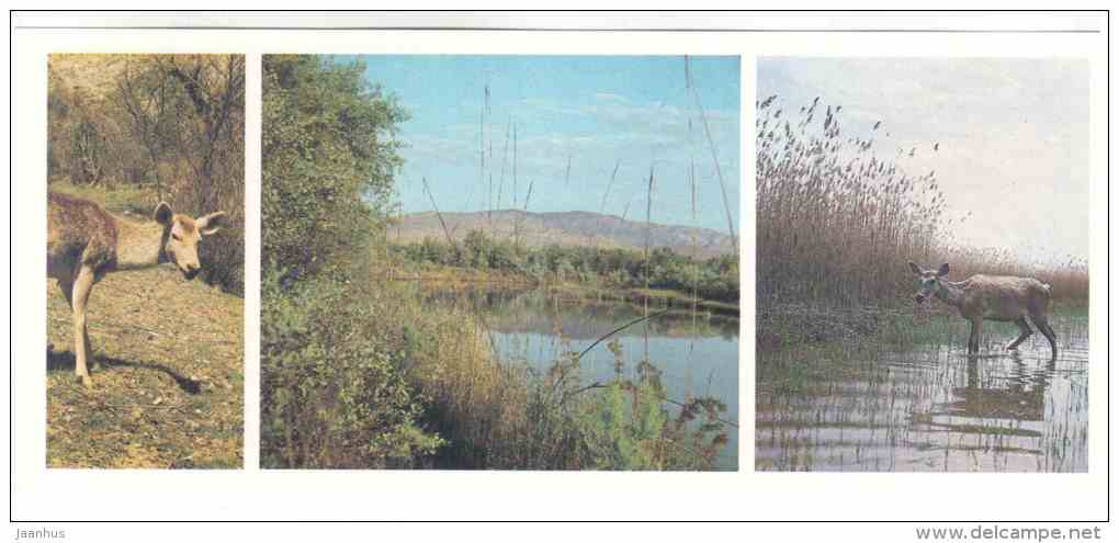 Bactrian deer - Bukhara deer - Cervus elaphus bactrianus - Tigrovaya Balka Nature Reserve - 1983 - Russia USSR - unused - JH Postcards