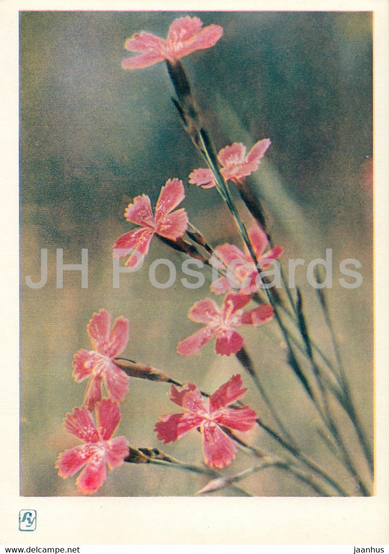 Carpathian Mountains - Karpaty - Mountain Flowers - 1964 - Ukraine USSR - unused - JH Postcards