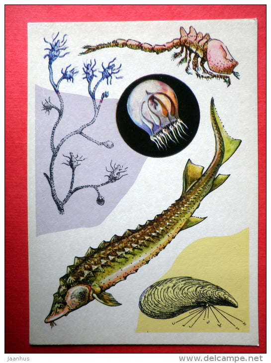 Cumacea crustacean - Zebra Mussel - Sturgeon - Cordylophora - Marine Life - 1979 - Russia USSR - unused - JH Postcards