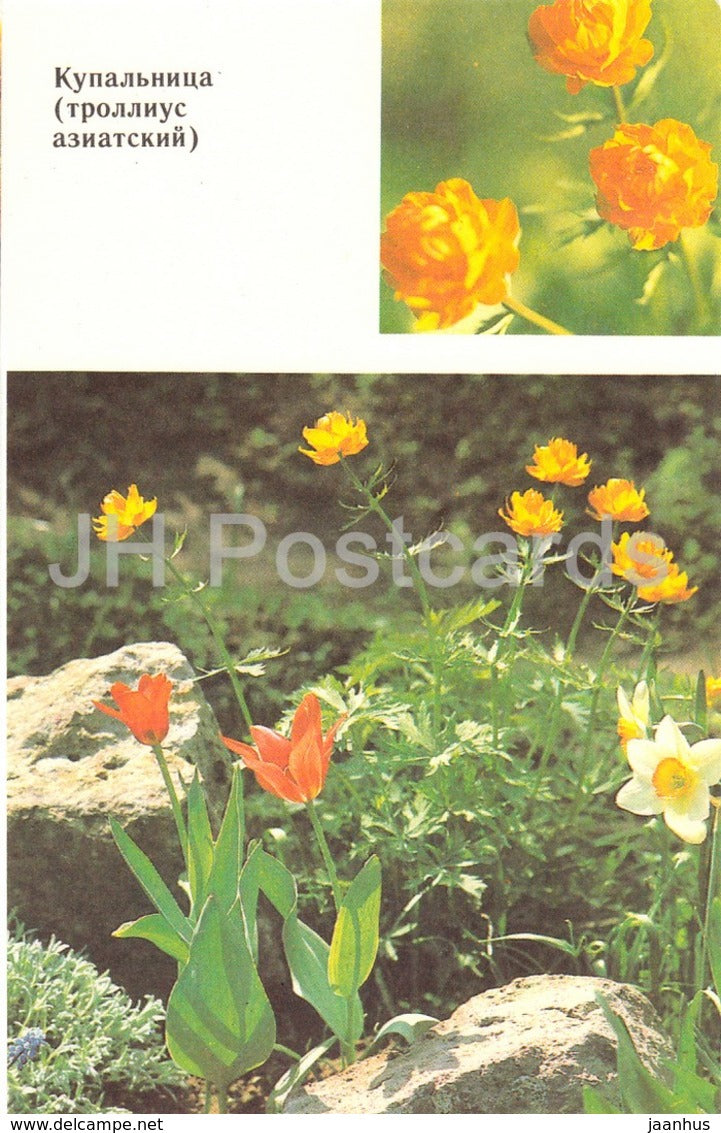 Globeflower - Trollius - Flowers - 1991 - Russia USSR - unused - JH Postcards