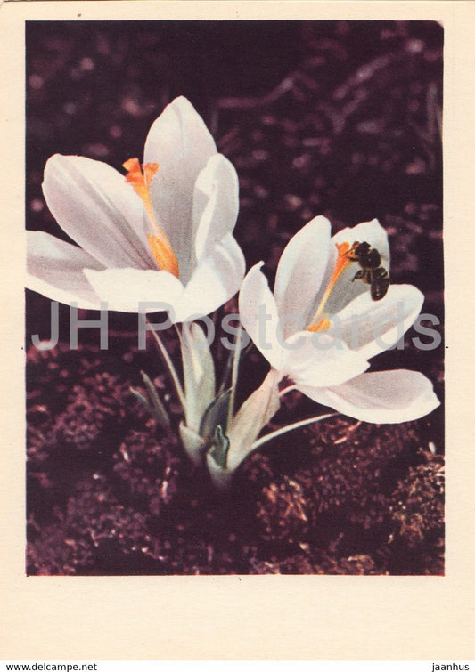 Crocus - flowers - plants - 1962 - Latvia USSR - unused - JH Postcards