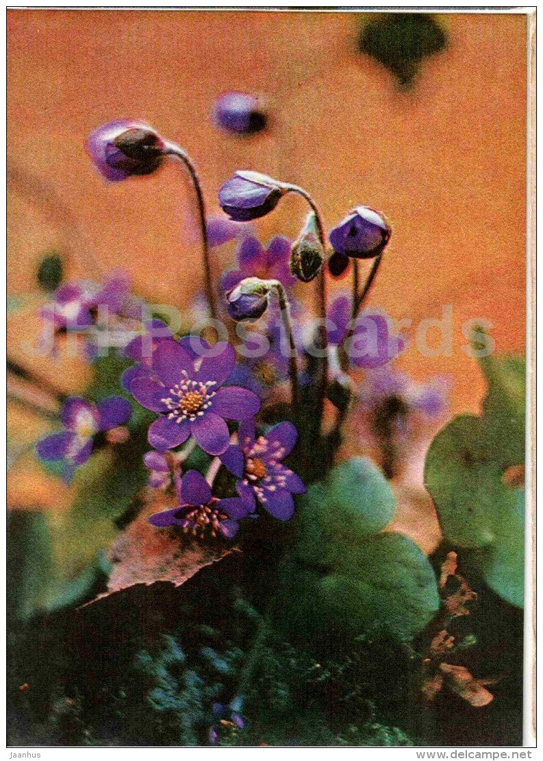 Blue Flowers - 1981 - Estonia USSR - used - JH Postcards