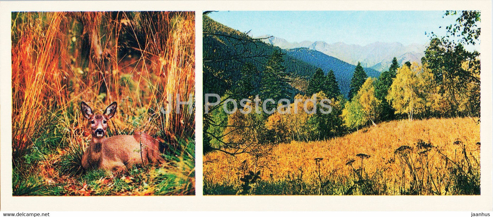 Roe Deer - animals - Caucasian Nature Reserve - 1980 - Russia USSR - unused - JH Postcards