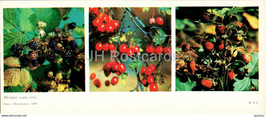 berries - wild strawberry - protected places of Crimea - 1984 - Ukraine USSR - unused - JH Postcards