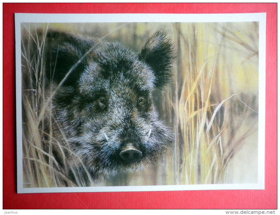 illustration by A. Isakov - Wild Boar , Sus scrof - animal - 1989 - Russia USSR - unused - JH Postcards