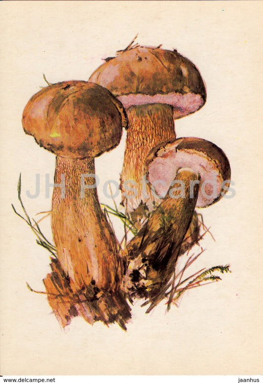 Bitter bolete - Tylopilus felleus - illustration by A. Shipilenko - Mushrooms - 1976 - Russia USSR - unused - JH Postcards