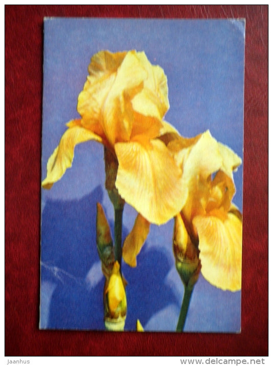 Iris , Golden Torch - flowers - 1972 - Russia USSR - unused - JH Postcards