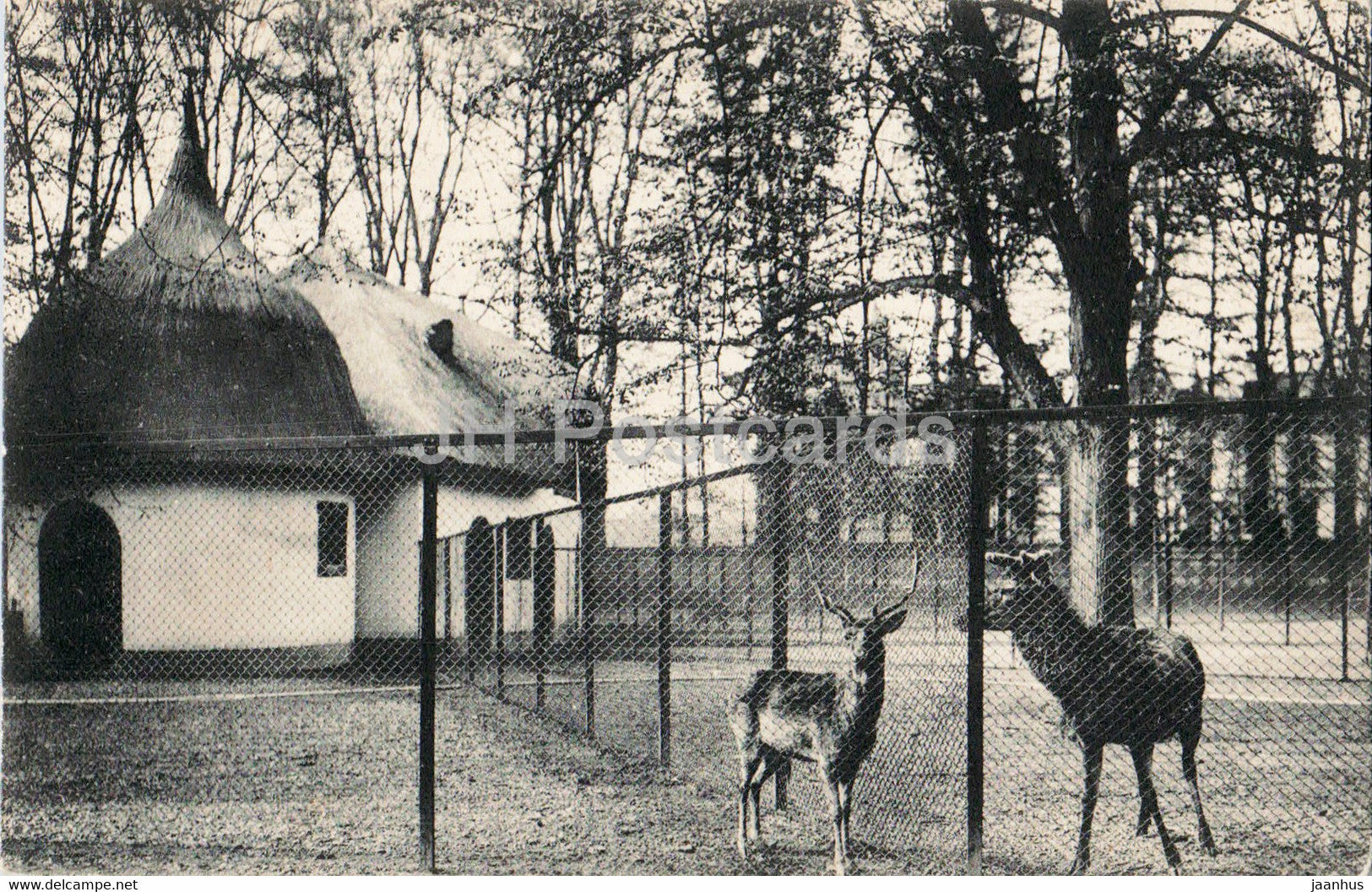 Strasbourg - Strassburg - Orangerie - Wildpark - animals - deer - old postcard - France - unused - JH Postcards