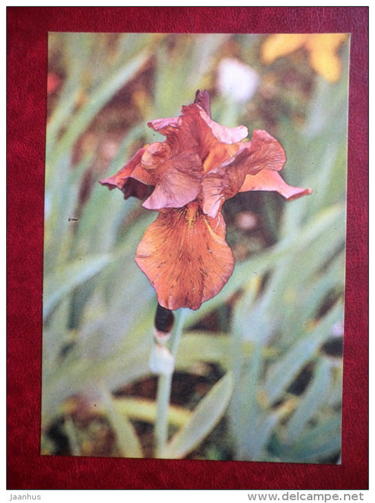 Trim - Iris varieties - flowers - 1984 - Estonia USSR - unused - JH Postcards