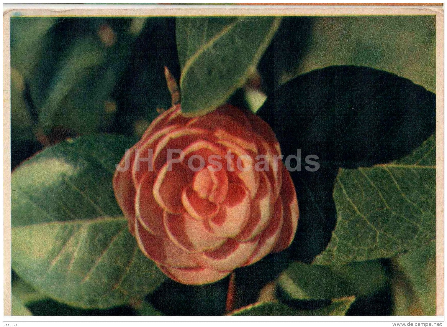 Japanese Camellia - flowers - 1962 - Estonia USSR - used - JH Postcards