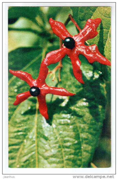 Clerodendrum viscosum - Decorative House Plants - flowers - 1974 - Russia USSR - unused - JH Postcards