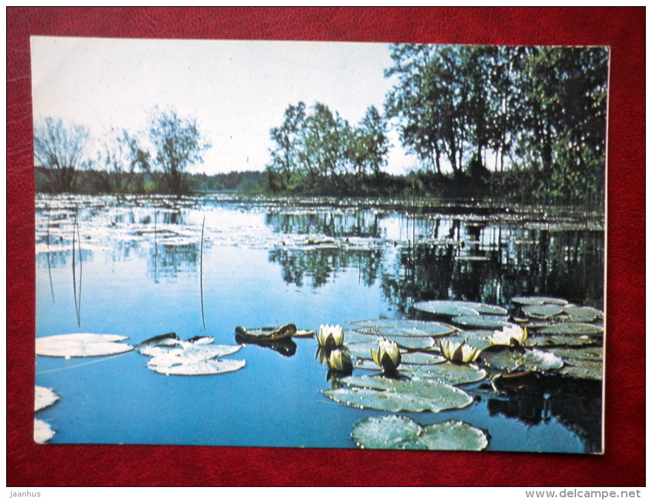 water lily - Nymphaeaceae - flowers - 1981 - Russia USSR - used - JH Postcards