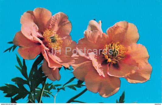 Gift - Peonies - flowers - 1977 - Russia USSR - unused - JH Postcards