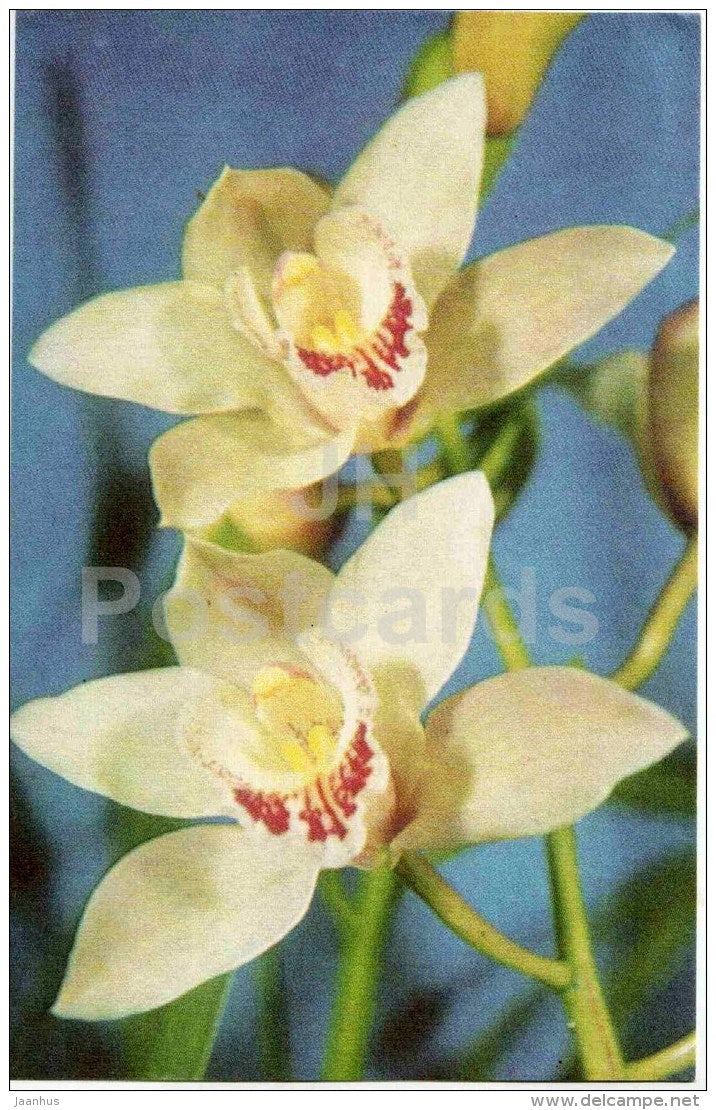 white orchid - flowers - 1974 - Estonia USSR - used - JH Postcards