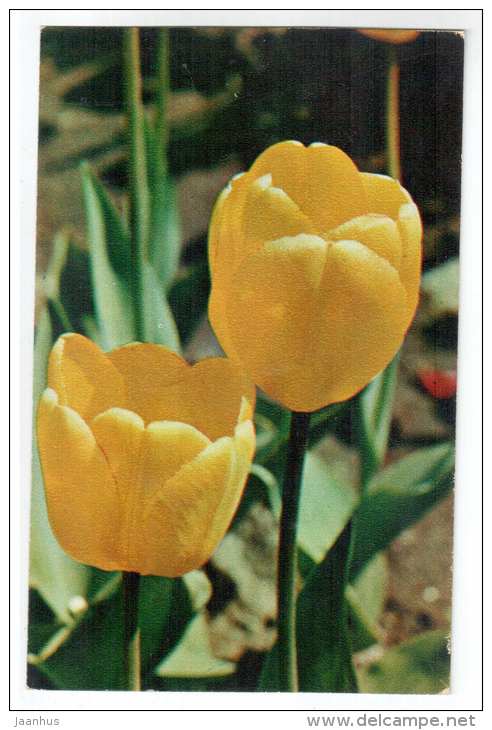 Santiago - tulip - Decorative House Plants - flowers - 1974 - Russia USSR - unused - JH Postcards