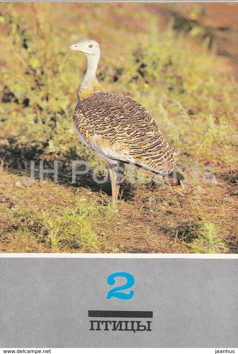 Great bustard - Otis tarda - birds - animals - 1989 - Russia USSR - unused - JH Postcards