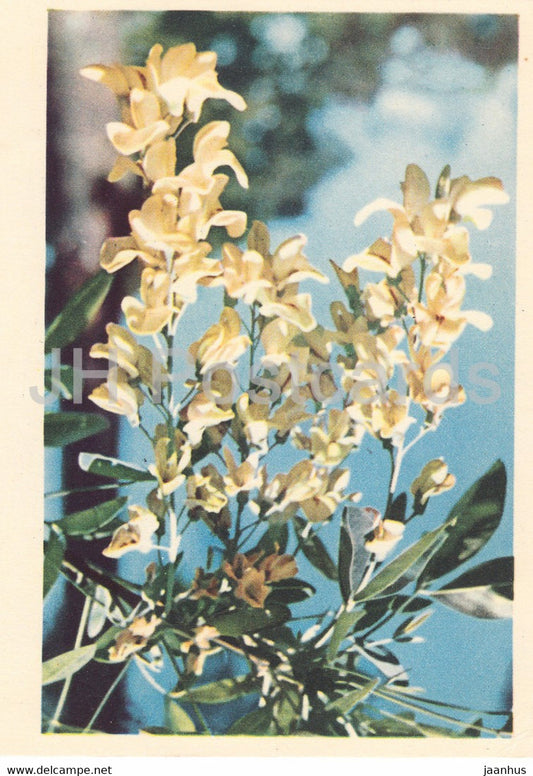 Growing Laburnum - flowers - plants - 1962 - Latvia USSR - unused - JH Postcards