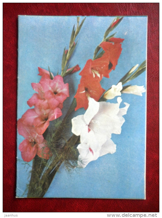 gladiolus - flowers - 1975 - Russia USSR - used - JH Postcards