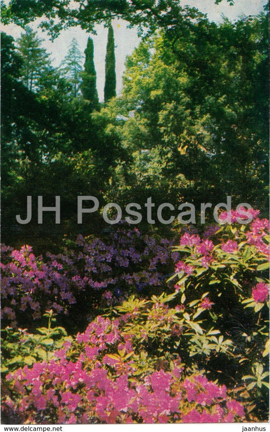 Sochi - Dendrarium - Rhododendrons - flowers - 1971 - Russia USSR - unused - JH Postcards