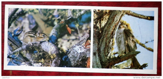 chipmunk - Northern Goshawk - birds - Barguzinsky Nature Reserve - near lake Baikal - 1975 - Russia USSR - unused - JH Postcards